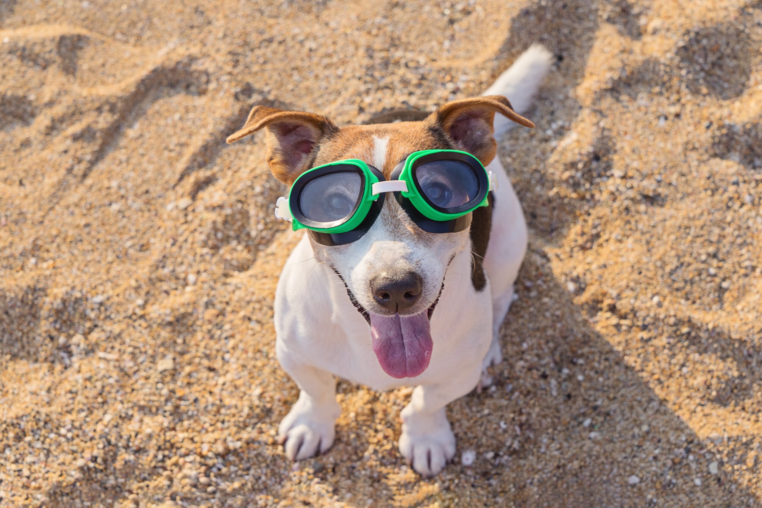 Chien sur une plage de la Côte belge en été