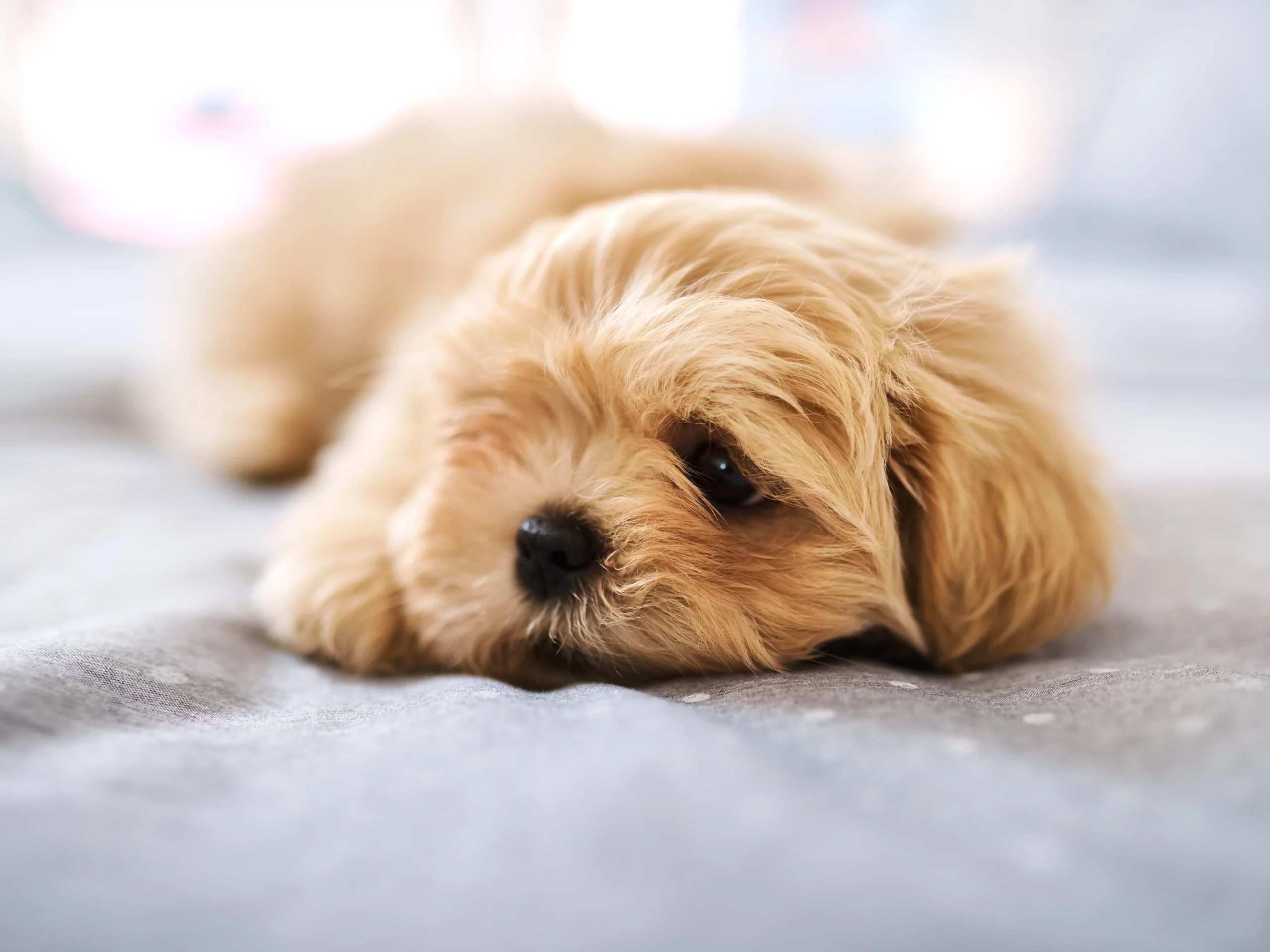 chiot