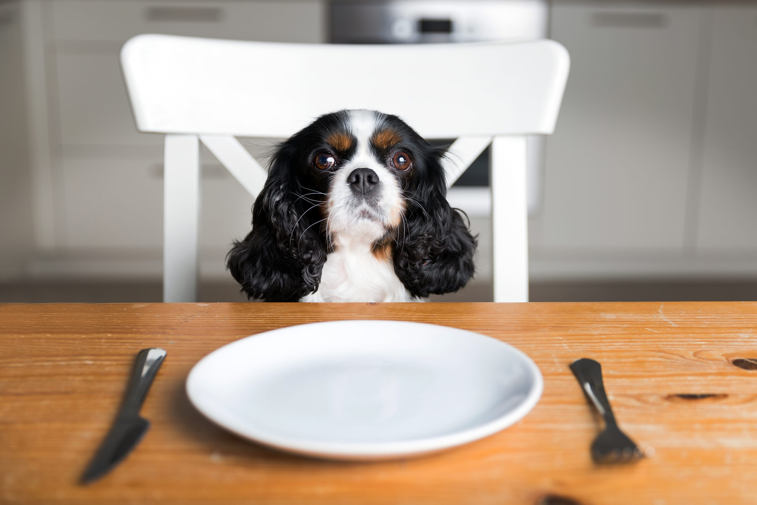 Chien installé avec son humain dans un dog café en Belgique