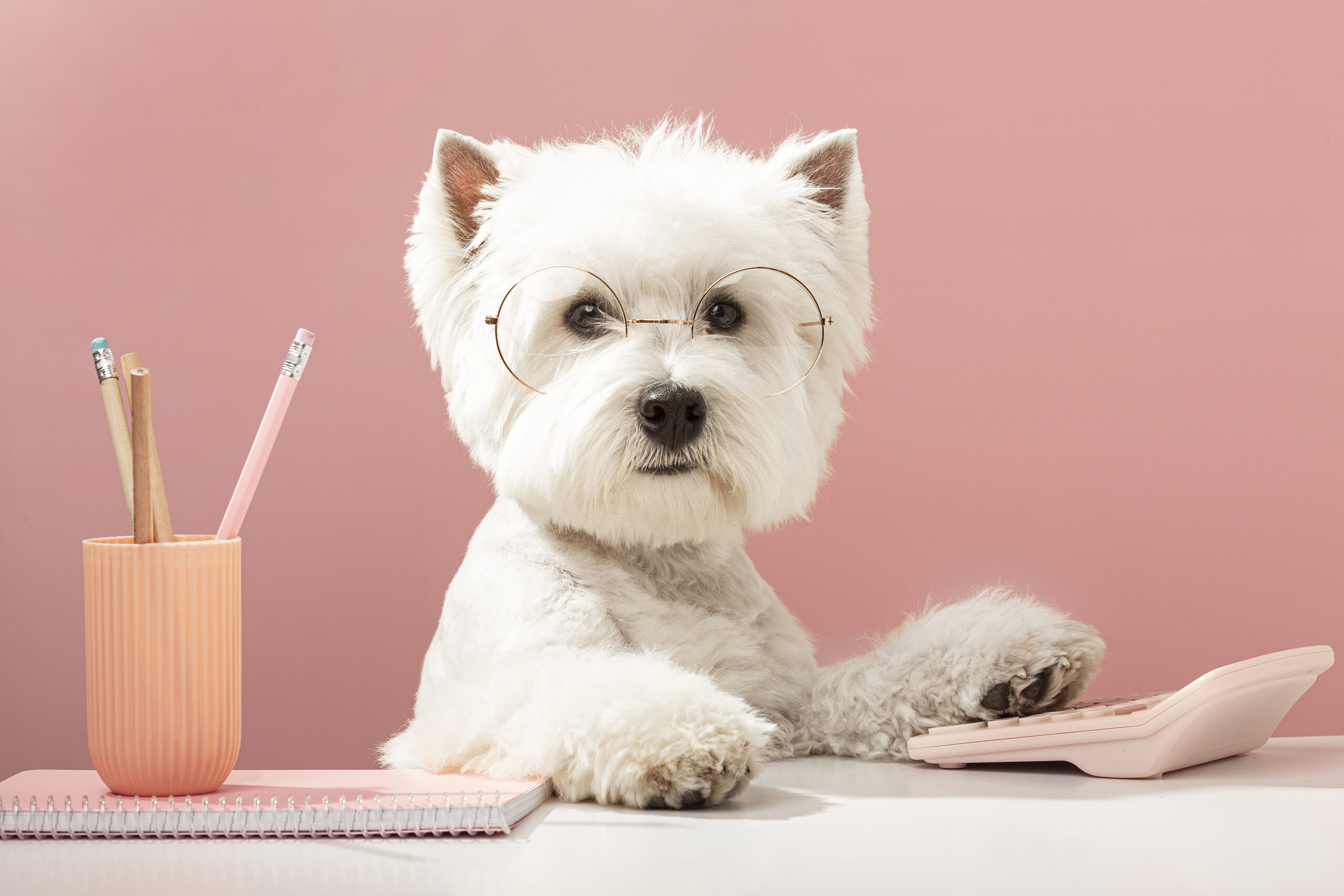 Agenda des événements canins en Belgique en 2026