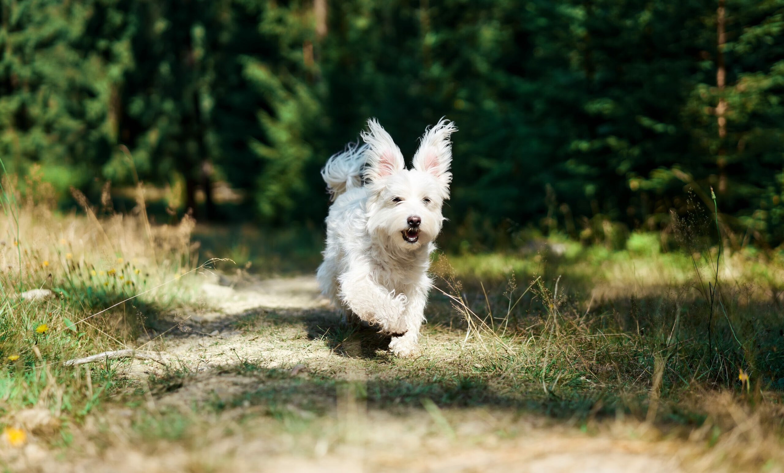 Chien courant sans laisse dans un espace vert autorisé à Bruxelles