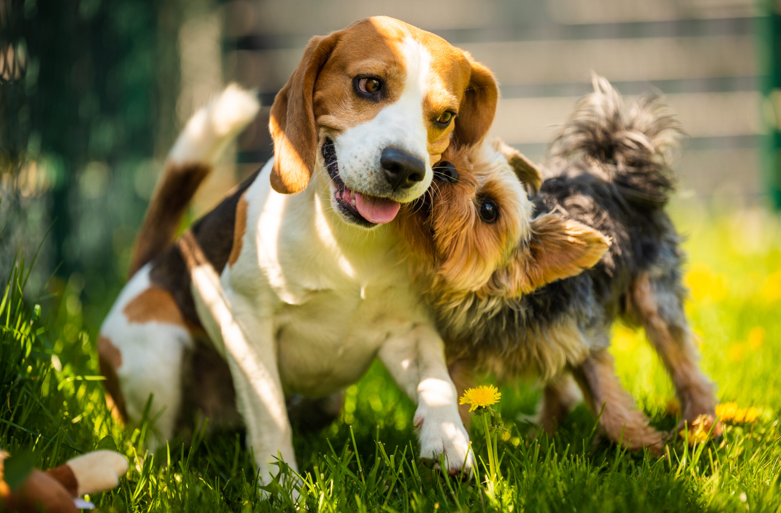 Chien courant sans laisse dans un parc canin clôturé en Wallonie