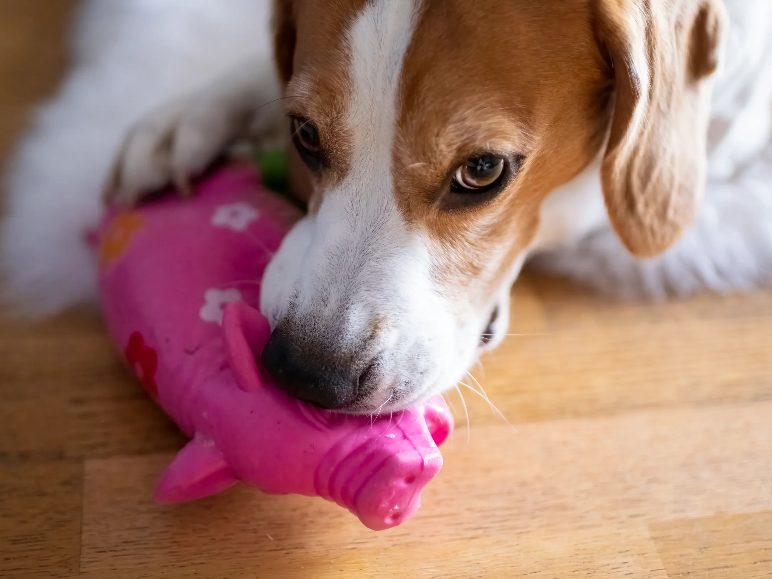 Les jouets d’occupation pour chien : ce que c’est, comment bien choisir et comment les utiliser
