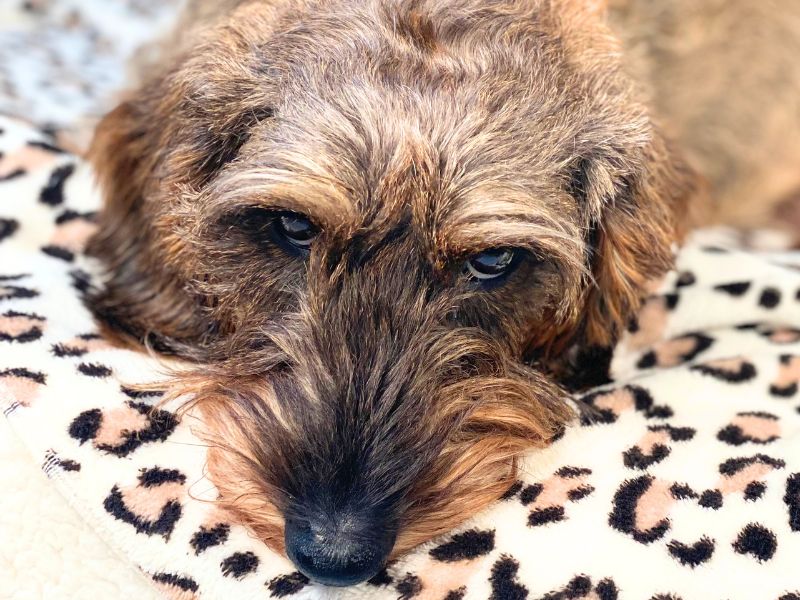Chien installé calmement sur son tapis au restaurant