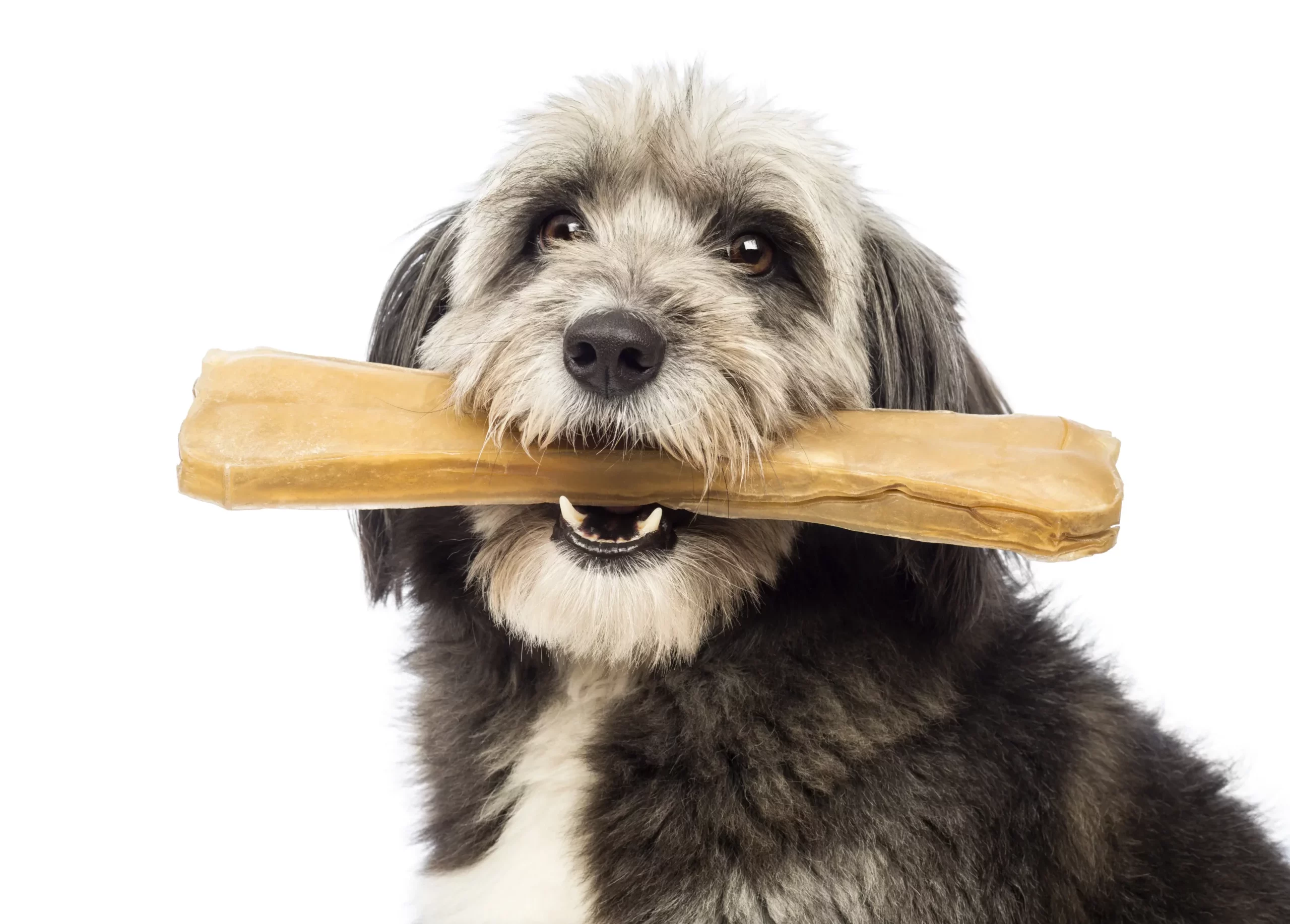 La mastication chez le chien: le guide complet (chiots, adultes, seniors, races, dureté…)