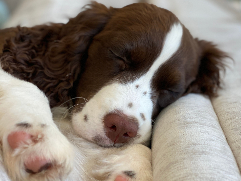 Cette caméra surveille votre chien et lui lance des friandises