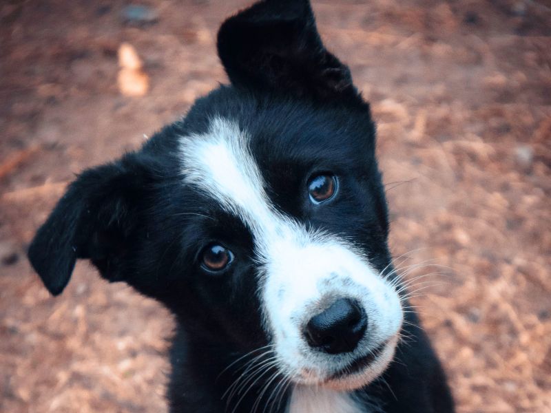 Pourquoi les chiens penchent la tête
